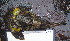  ( - ATS-185)  @13 [ ] CreativeCommons - Attribution Share-Alike (2013) Unspecified West High