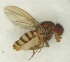  (Drosophila melanica - Duke.Bio203L.S20.WD2A)  @11 [ ] CreativeCommons - Attribution Share-Alike (2020) Unspecified Duke University