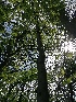  ( - Acer_pseudoplatanus_3)  @11 [ ] CreativeCommons - Attribution Share-Alike (2021) Unspecified Durham University, UK