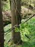  ( - Acer_pseudoplatanus_3)  @11 [ ] CreativeCommons - Attribution Share-Alike (2021) Unspecified Durham University, UK
