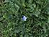  ( - veronica_filiformis_47)  @11 [ ] CreativeCommons - Attribution Share-Alike (2021) Unspecified Durham University, UK