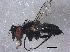  (Paradidyma singularis - BIOUG15754-B02)  @13 [ ] CreativeCommons - Attribution (2014) CBG Photography Group Centre for Biodiversity Genomics