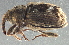  (Sibinia maculata - BIOUG16308-A12)  @14 [ ] CreativeCommons - Attribution (2014) CBG Photography Group Centre for Biodiversity Genomics