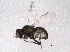  ( - BIOUG08838-D06)  @11 [ ] CreativeCommons - Attribution (2014) CBG Photography Group Centre for Biodiversity Genomics