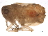  (Neaethus - BIOUG08851-G08)  @15 [ ] CreativeCommons - Attribution (2014) CBG Photography Group Centre for Biodiversity Genomics