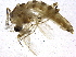  ( - BIOUG08810-G06)  @13 [ ] CreativeCommons - Attribution (2014) CBG Photography Group Centre for Biodiversity Genomics