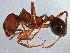  (Veromessor andrei - BIOUG08832-B06)  @15 [ ] CreativeCommons - Attribution (2014) CBG Photography Group Centre for Biodiversity Genomics