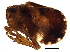  (Dictyssa - BIOUG13767-A04)  @14 [ ] CreativeCommons - Attribution (2014) CBG Photography Group Centre for Biodiversity Genomics