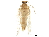  (Tuta n. sp. 10 - BIOUG14009-E07)  @12 [ ] CreativeCommons - Attribution (2016) CBG Photography Group Centre for Biodiversity Genomics