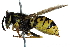  ( - BIOUG15327-H08)  @14 [ ] CreativeCommons - Attribution (2016) CBG Photography Group Centre for Biodiversity Genomics
