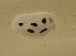  (Peltodoris sp. 2 - CRFCH301)  @11 [ ] CreativeCommons - Attribution Non-Commercial No Derivatives (2014) J. Toms Stellenbosch University