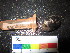  (Helcion sp - MM14-118)  @11 [ ] CreativeCommons - Attribution Share-Alike (2014) Unspecified South African Institute for Aquatic Biodiversity