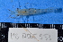  (Palaemon peringueyi - MB-A065953)  @14 [ ] CreativeCommons - Attribution Non-Commercial Share-Alike (2014) Jannes Landschoff University of Cape Town