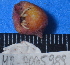  (Calcinus vachoni - MB-A065989)  @12 [ ] CreativeCommons - Attribution Non-Commercial Share-Alike (2014) Jannes Landschoff University of Cape Town