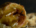  (Calcinus morgani - MB-A065996)  @14 [ ] CreativeCommons  Attribution Non-Commercial Share-Alike (2014) Jannes Landschoff University of Cape Town