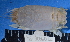  (Emerita austroafricana - MB-A066032)  @14 [ ] CreativeCommons - Attribution Non-Commercial Share-Alike (2014) Jannes Landschoff University of Cape Town