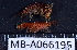  ( - MB-A066195)  @11 [ ] CreativeCommons - Attribution Non-Commercial Share-Alike (2014) Jannes Landschoff University of Cape Town
