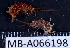  (Parelasmopus - MB-A066198)  @11 [ ] CreativeCommons - Attribution Non-Commercial Share-Alike (2014) Jannes Landschoff University of Cape Town
