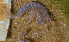  ( - MB-A066312)  @11 [ ] CreativeCommons  Attribution Non-Commercial Share-Alike (2014) Jannes Landschoff University of Cape Town