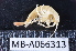  (Quadrivisio aviceps - MB-A066313)  @11 [ ] CreativeCommons  Attribution Non-Commercial Share-Alike (2014) Jannes Landschoff University of Cape Town