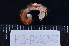  (Diogenes albimanus - MB-A066353)  @11 [ ] CreativeCommons  Attribution Non-Commercial Share-Alike (2014) Jannes Landschoff University of Cape Town