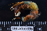  ( - MB-A066396)  @11 [ ] CreativeCommons  Attribution Non-Commercial Share-Alike (2014) Jannes Landschoff University of Cape Town