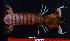  (Pterygosquilla - MB-A066503)  @11 [ ] CreativeCommons  Attribution Non-Commercial Share-Alike (2014) Jannes Landschoff University of Cape Town