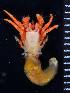  (Paguristes aff. macrotrichus - MB-A066727)  @11 [ ] CreativeCommons  Attribution Non-Commercial Share-Alike (2014) Jannes Landschoff University of Cape Town