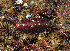  (Baeolidia sp - NATBM01)  @11 [ ] CreativeCommons - Attribution Non-Commercial No Derivatives (2014) D. Herbert Stellenbosch University