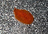  (Rostanga sp - PAFROS01)  @11 [ ] CreativeCommons - Attribution Non-Commercial No Derivatives (2014) J. Toms Stellenbosch University