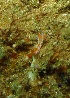  (Ceratosoma cf. tenue - SODCT01)  @11 [ ] CreativeCommons - Attribution Non-Commercial No Derivatives (2014) J. Toms Stellenbosch University