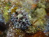  (Dendrodoris carbunculosa - SODDT01)  @11 [ ] CreativeCommons - Attribution Non-Commercial No Derivatives (2014) J. Toms Stellenbosch University