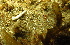  (Ceratosoma - SODGP02)  @11 [ ] CreativeCommons - Attribution Non-Commercial No Derivatives (2014) J. Toms Stellenbosch University