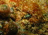  (Hypselodoris infucata - SODHI01)  @11 [ ] CreativeCommons - Attribution Non-Commercial No Derivatives (2014) J. Toms Stellenbosch University