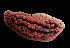  (Phyllidiopsis gemmata - SODPK01)  @11 [ ] CreativeCommons - Attribution Non-Commercial No Derivatives (2014) J. Toms Stellenbosch University