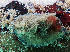  (Dendrodoris caesia - TSKDCA01)  @11 [ ] CreativeCommons - Attribution Non-Commercial No Derivatives (2014) J. Toms Stellenbosch University