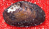  ( - PpyrEco010)  @11 [ ] CreativeCommons - Attribution Non-Commercial No Derivatives (2015) Nathan A. Johnson USGS