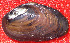  ( - PpyrEco011)  @11 [ ] CreativeCommons - Attribution Non-Commercial No Derivatives (2015) Nathan A. Johnson USGS