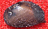  ( - PpyrEco009)  @11 [ ] CreativeCommons - Attribution Non-Commercial No Derivatives (2015) Nathan A. Johnson USGS