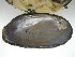 ( - EpulFli026)  @11 [ ] CreativeCommons - Attribution Non-Commercial No Derivatives (2014) Nathan A. Johnson USGS