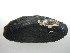  (Elliptio ahenea - EhazStm011)  @11 [ ] CreativeCommons - Attribution Non-Commercial No Derivatives (2014) Nathan A. Johnson USGS