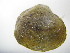  (Quadrula apiculata - QapiCol044)  @11 [ ] Unspecified (default): All Rights Reserved  Unspecified Unspecified