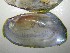  (Elliptio pullata - UspeChi044)  @11 [ ] CreativeCommons - Attribution Non-Commercial No Derivatives (2012) Nathan A. Johnson USGS