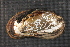  ( - EpurFli014)  @11 [ ] CreativeCommons - Attribution Non-Commercial No Derivatives (2014) Nathan A. Johnson USGS