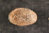 (Toxolasma cf. corvunculus - TspeYel249)  @11 [ ] CreativeCommons - Attribution Non-Commercial No Derivatives (2014) Nathan A. Johnson USGS