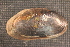  (Elliptio purpurella - EpurChi017)  @11 [ ] CreativeCommons - Attribution Non-Commercial No Derivatives (2014) Nathan A. Johnson USGS