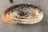  ( - EpurOch001)  @11 [ ] CreativeCommons - Attribution Non-Commercial No Derivatives (2014) Nathan A. Johnson USGS