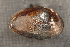  ( - PpyrSuw016)  @11 [ ] CreativeCommons - Attribution Non-Commercial No Derivatives (2014) Nathan A. Johnson USGS