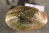  (Villosa villosa - VvilCho108)  @11 [ ] CreativeCommons - Attribution Non-Commercial No Derivatives (2014) Nathan A. Johnson USGS