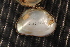  (Amphinaias infucata - QinfChi019)  @11 [ ] CreativeCommons - Attribution Non-Commercial No Derivatives (2014) Nathan A. Johnson USGS